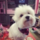 Woof Gang Bakery & Grooming Heathrow