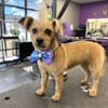 Sirius Pet Styling gallery