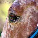 cherry ave horse boarding - Horse Training