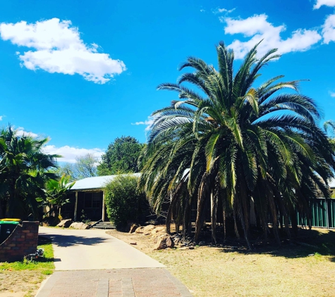 Arbortec Tree Service - Dubbo, NSW. Palm Tree Tidy Up - Before