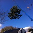 Princeton Tree Services