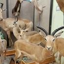 Buena Vista Museum of Natural History & Science - Museums