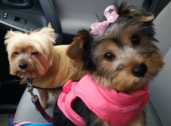 Country Grooming Salon - Rochester, NH. Zoe & Oliver after a grooming