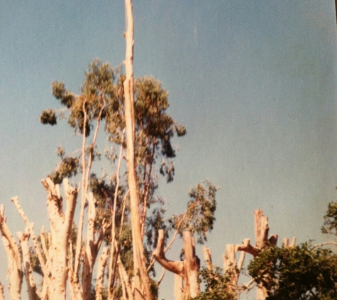 Redwood Coast Tree Care - Napa, CA. Pet cemitary Atlas peak Rd.