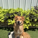 All Dogs Unleashed Dog Training Shreveport