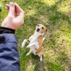 Houston Dog Ranch - Boarding, Daycare & Dog Training gallery