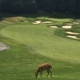 Patriot Hills Golf Course