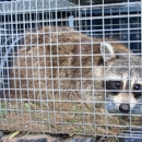 Green Valley Wildlife Solutions - Animal Removal Services