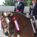 Chicory Meadow farm - Horse Training