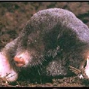 Mole Patrol Exterminators - Pest Control Services