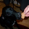 Sneaky Pete Homemade Dog Treats gallery