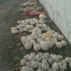 Hermanson Pumpkin Patch gallery