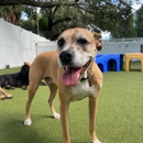Paws 'n' Rec - Fayetteville - Pet Services