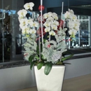 Plantopia Inc - Flowers, Plants & Trees-Silk, Dried, Etc.-Retail
