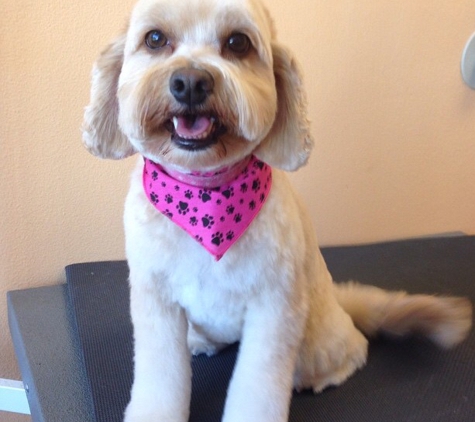 Grooming Tails Pet Salon - Murrieta, CA