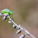 Rockies Pest Control Solutions - Pest Control Equipment & Supplies
