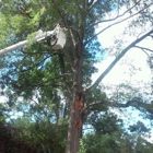 Southeastern Tree Removal