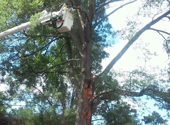 Southeastern Tree Removal - Columbia, SC