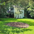 New Leaf Tree