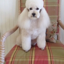 Pet Pourrie of Boca Raton - Pet Grooming