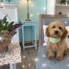 SAN DOGGY Pet Grooming gallery