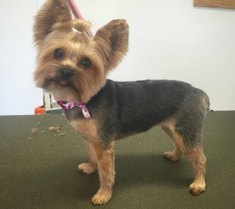 Petite Paw Grooming - West Danville, VT