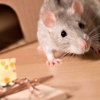 Jolly Roger Pest Control gallery