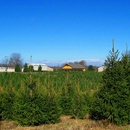 Corsi Tree Farm - Christmas Trees