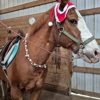 Wilsonville Equestrian Center gallery