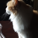 CDA Premier Pet Care