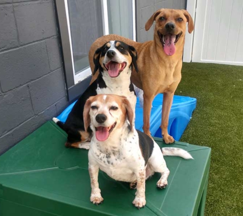 Room For Paws Pet Resort - Stamford, CT