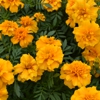 Five Oaks Nursery - Oleander gallery