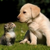 West Park Veterinary Services gallery