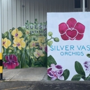 Silver Vase Orchids - Florists