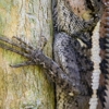 Wildlife Ranger gallery