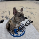 Ridgeside K9 Indy - Dog Training