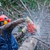 Proven Quality Tree Service gallery