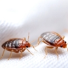 Anchor Pest Control gallery