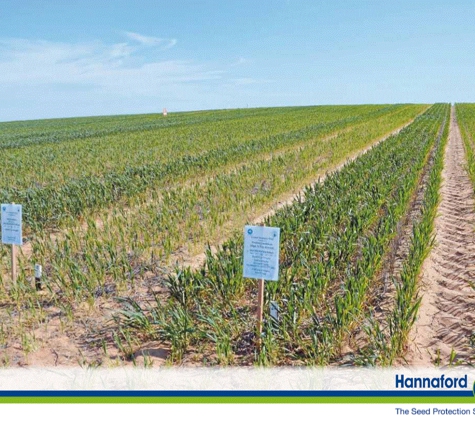 Paul Thaxter - Hindmarsh, WA. Hannaford Seed Crops