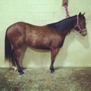 Buckley Farms - Horse Boarding