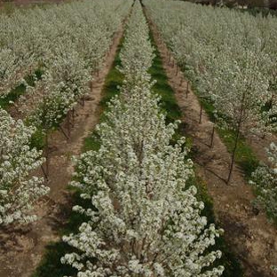 A. Brown & Sons Nursery Inc. - Brookville, OH