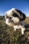 Tomball Pet Resort - Pet Boarding & Kennels