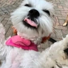 TAKA Dog Walk gallery