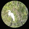 Six Mile Cypress Slough Preserve gallery