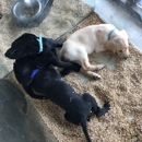 Critter Cabana - Pet Specialty Services
