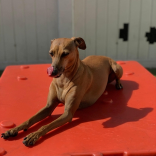 Canine Fitness & Fun Center - Denver, CO