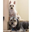 Small Dog Grooming & Boarding - Pet Grooming