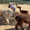 Island Alpaca Co gallery