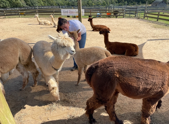 Island Alpaca Co - Vineyard Haven, MA