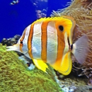 Waikiki Aquarium - Public Aquariums
